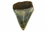 Fossil Great White Shark Tooth - North Carolina #166962-1